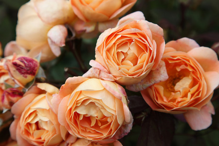 Engelse garden rozen laten inkopen bij groothandel Juvéro