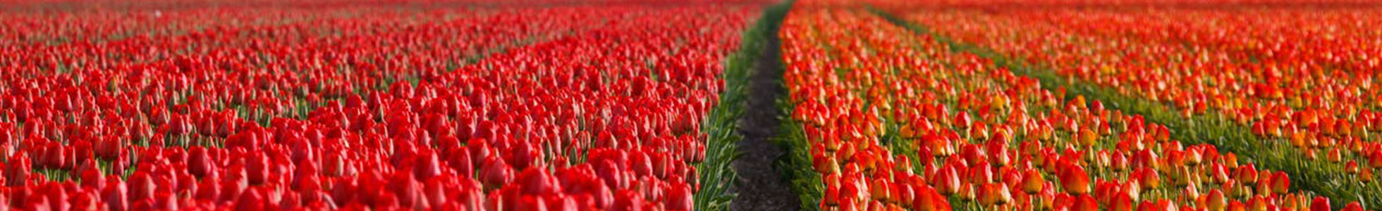 Bloemen bestellen bij Juvéro groothandel