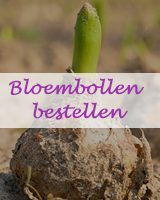 Bloembollen bestellen bij Juvéro