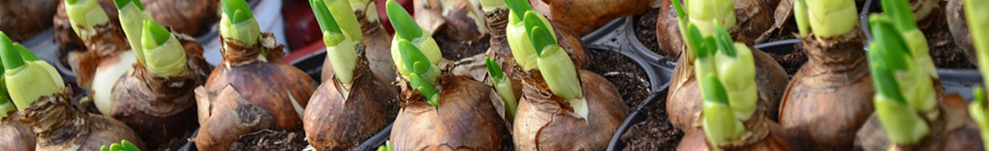 Bloembol arrangementen Juvéro