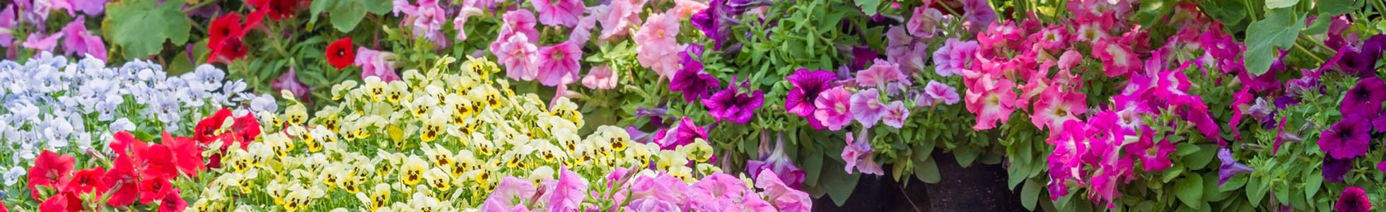 Tuinplanten Juvéro: groothandel bloemen en planten