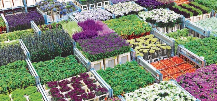 Bloemen assortiment Juvéro groothandel