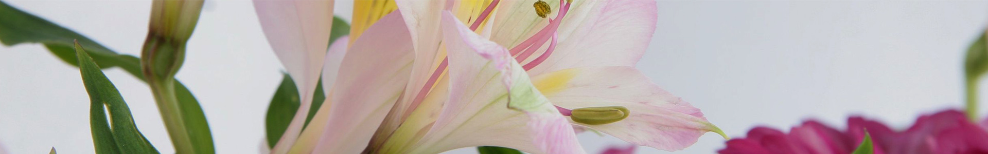 Snijbloemen Juvéro: groothandel bloemen en planten