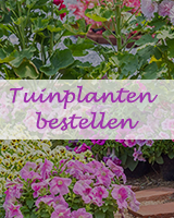 Tuinplanten bestellen bij Juvéro 